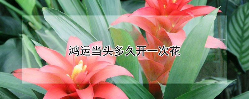 鴻運當頭多久開一次花