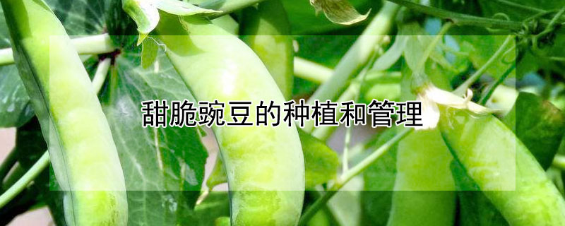 甜脆豌豆的種植和管理