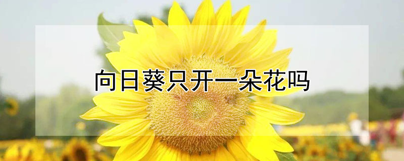 向日葵隻開一朵花嗎