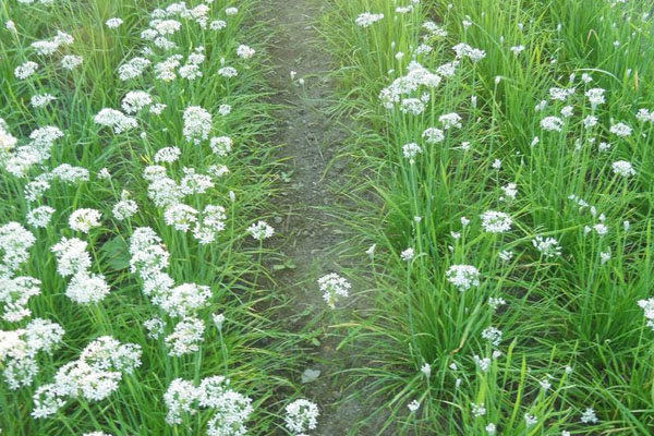 韭菜籽怎麼種植