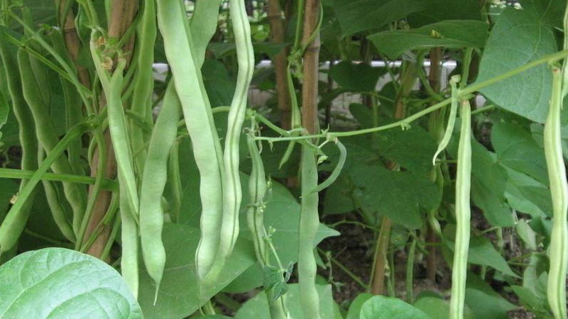 豆角怎麼種植方法