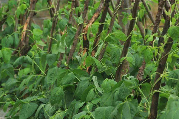 豆角怎麼種植方法