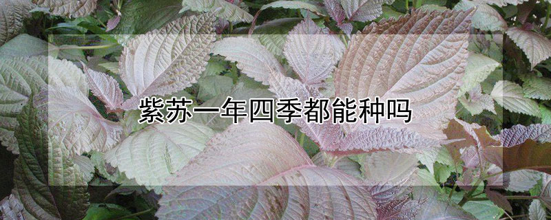 紫蘇一年四季都能種嗎 發財農業網