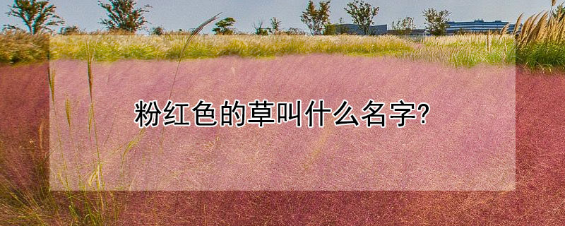 粉紅色的草叫什麼名字?