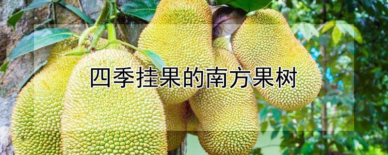 四季掛果的南方果樹