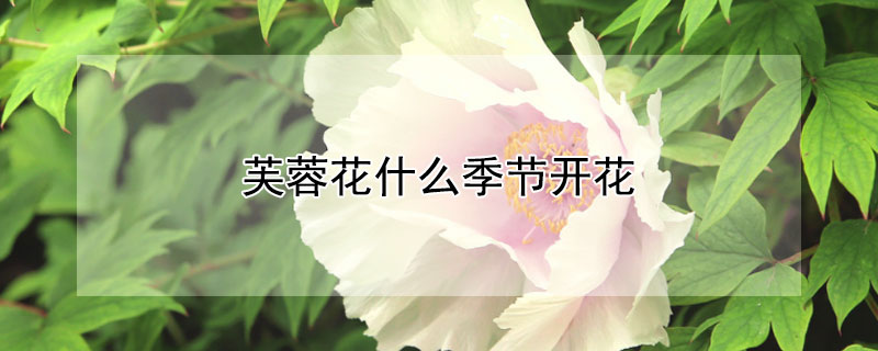 芙蓉花什麼季節開花