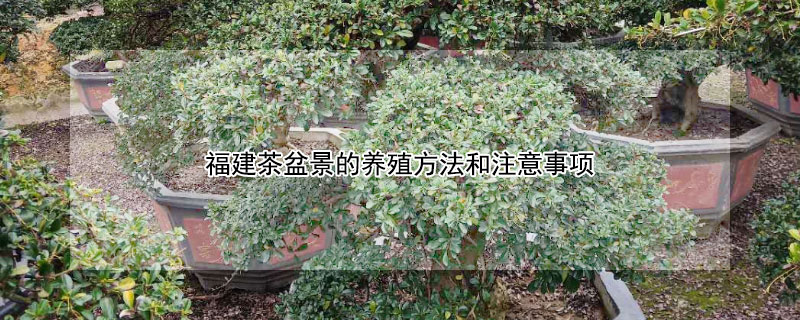 福建茶盆景的養殖方法和注意事項