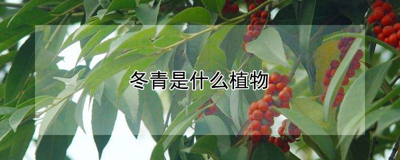 冬青是什麼植物