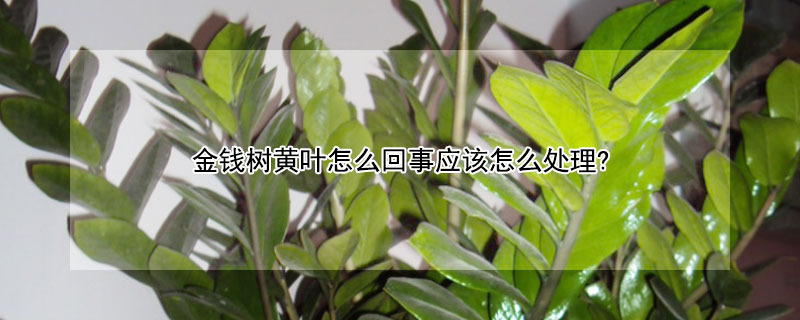 金錢樹黃葉怎麼回事應該怎麼處理?