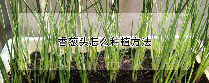 香蔥頭怎麼種植方法