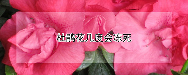 杜鵑花幾度會凍死