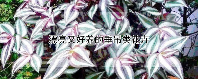 漂亮又好養的垂吊類花卉