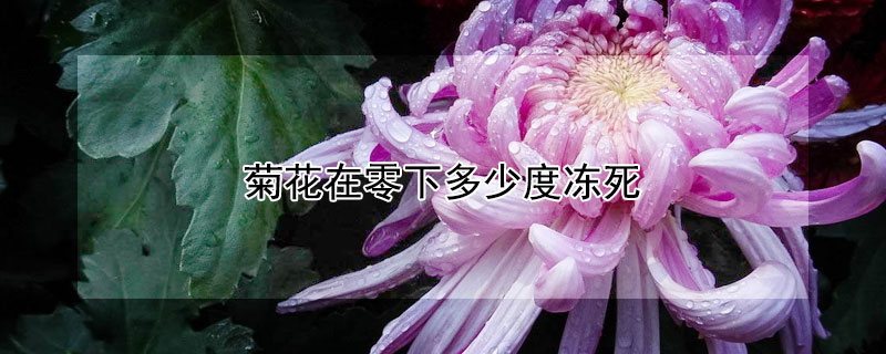 菊花在零下多少度凍死