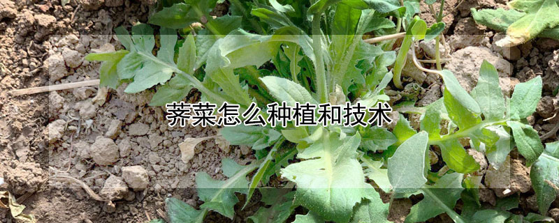 薺菜怎麼種植和技術