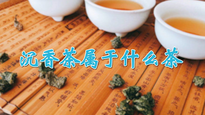 沉香茶屬於什麼茶