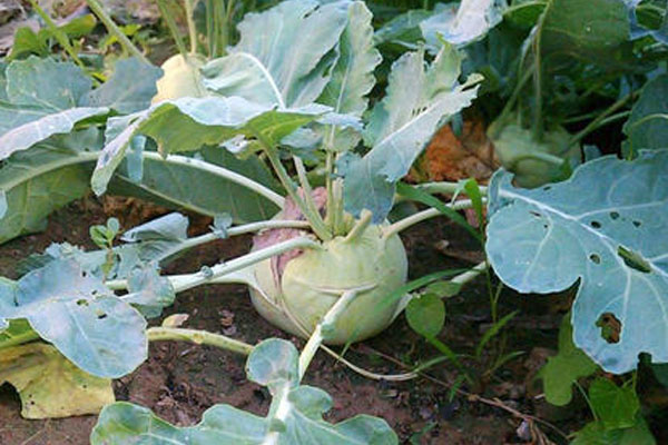 大頭菜是什麼菜