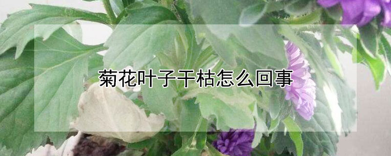 菊花葉子幹枯怎麼回事