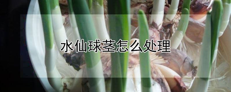 水仙球莖怎麼處理