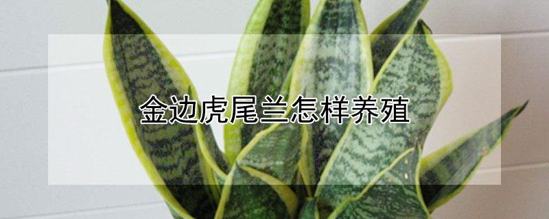 金邊虎尾蘭怎樣養殖