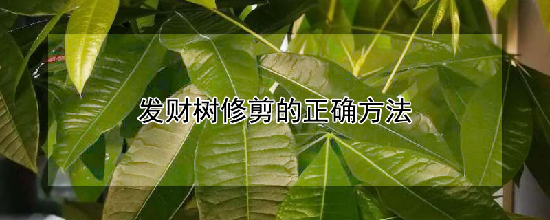 發財樹修剪的正確方法