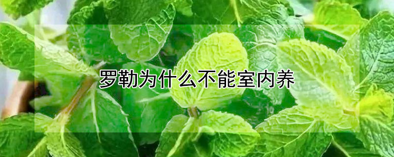 羅勒為什麼不能室內養