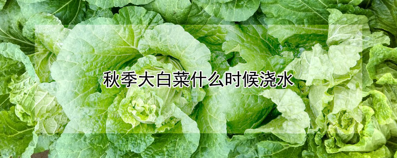 秋季大白菜什麼時候澆水