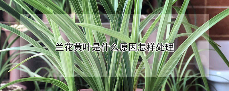 蘭花黃葉是什麼原因怎樣處理