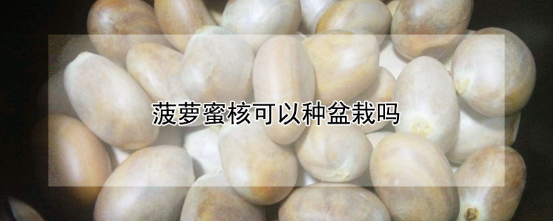 菠蘿蜜核可以種盆栽嗎