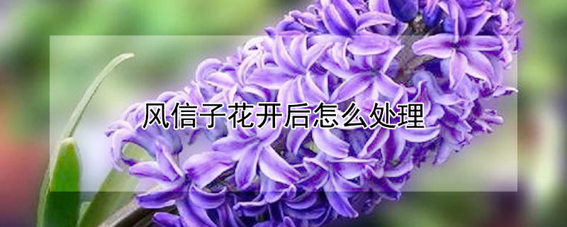 風信子花開後怎麼處理