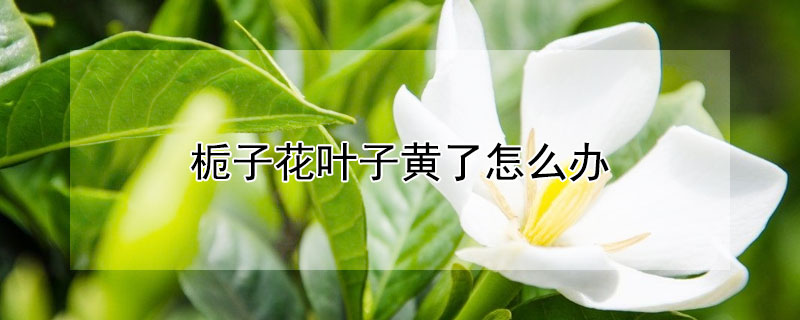 梔子花葉子黃了怎麼辦