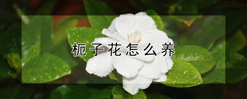 枙子花怎麼養