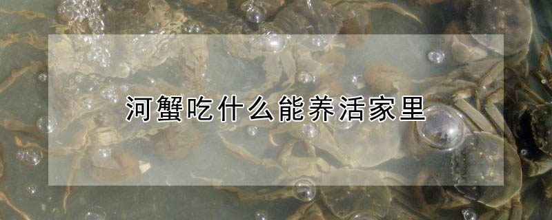 河蟹吃什麼能養活家裏