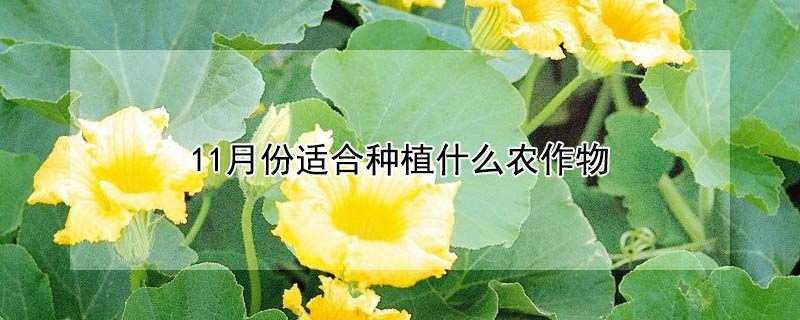 11月份適合種植什麼農作物