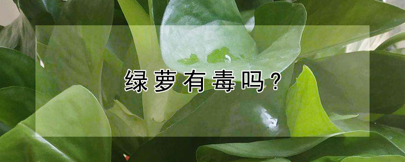 綠蘿有毒嗎?