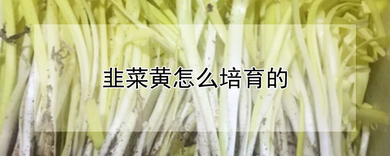 韭菜黃怎麼培育的