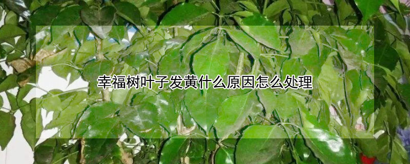 幸福樹葉子發黃什麼原因怎麼處理