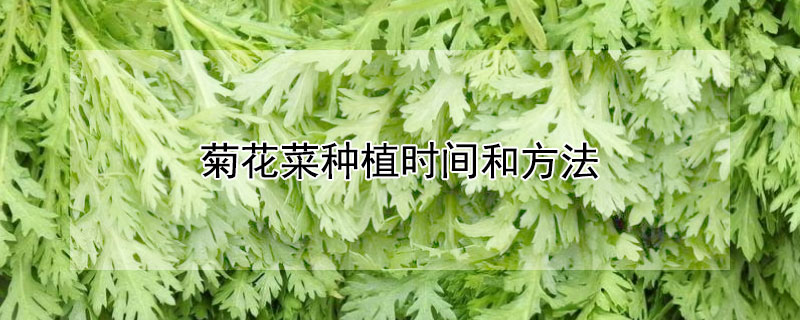 菊花菜種植時間和方法