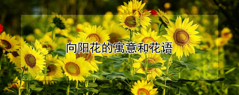 向陽花的寓意和花語