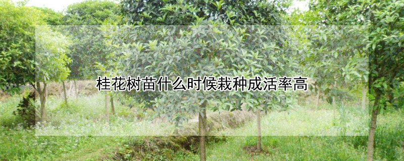 桂花樹苗什麼時候栽種成活率高