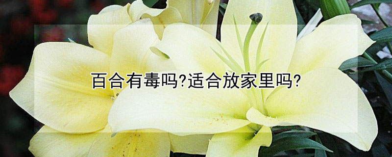 百合有毒嗎?適合放家裏嗎?