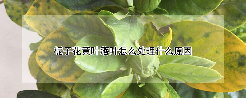 梔子花黃葉落葉怎麼處理什麼原因