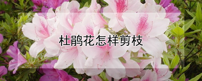 杜鵑花怎樣剪枝