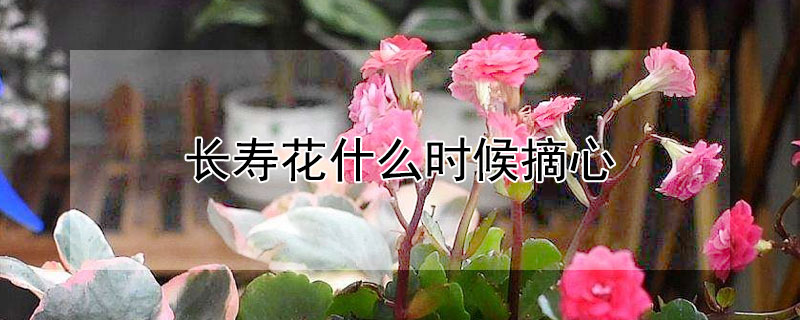 長壽花什麼時候摘心