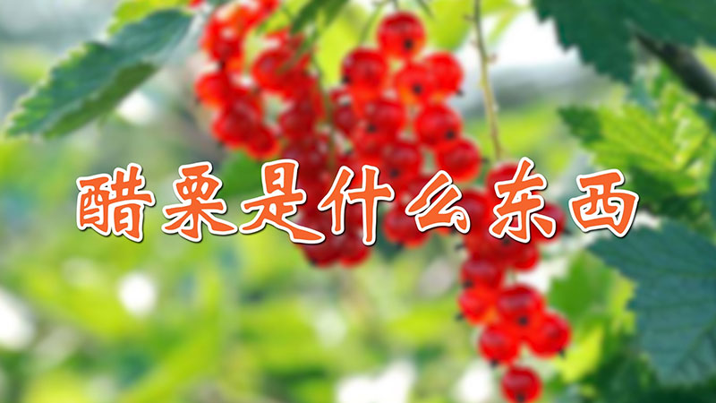 醋栗是什麼東西