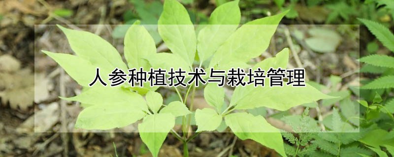 人參種植技術與栽培管理