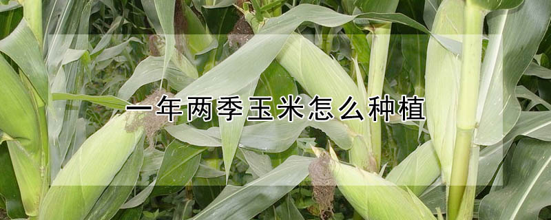 一年兩季玉米怎麼種植