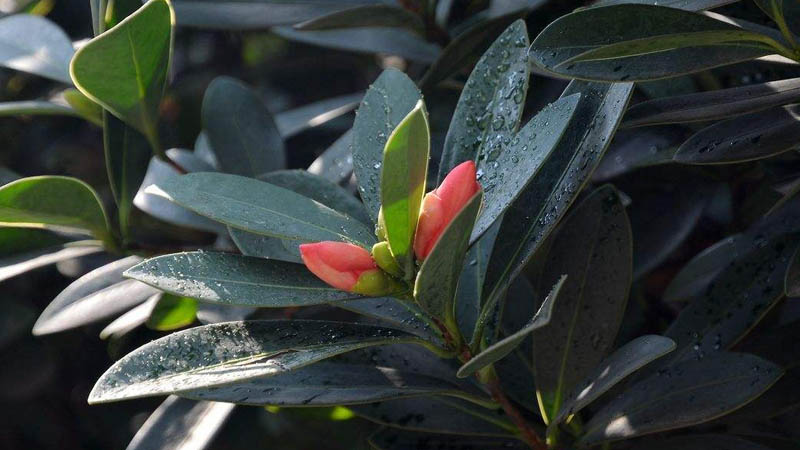 杜鵑紅山茶花的養殖方法和注意事項