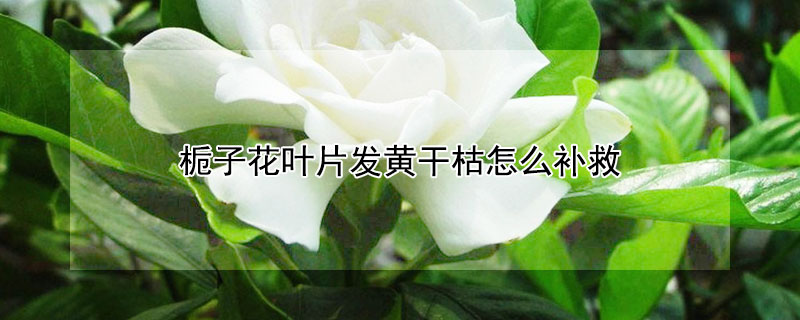 梔子花葉片發黃幹枯怎麼補救