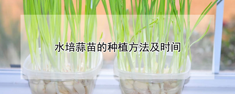 水培蒜苗的種植方法及時間