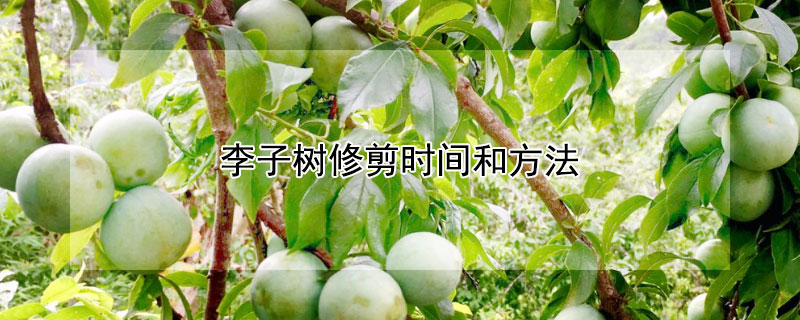 李子樹修剪時間和方法